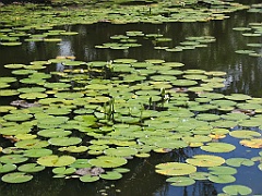 CairnsTC057 Centenary Lakes
